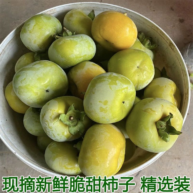 水果脆柿子新鲜应季脆甜不涩硬柿子甜脆柿子糖心硬脆柿削皮吃包邮
