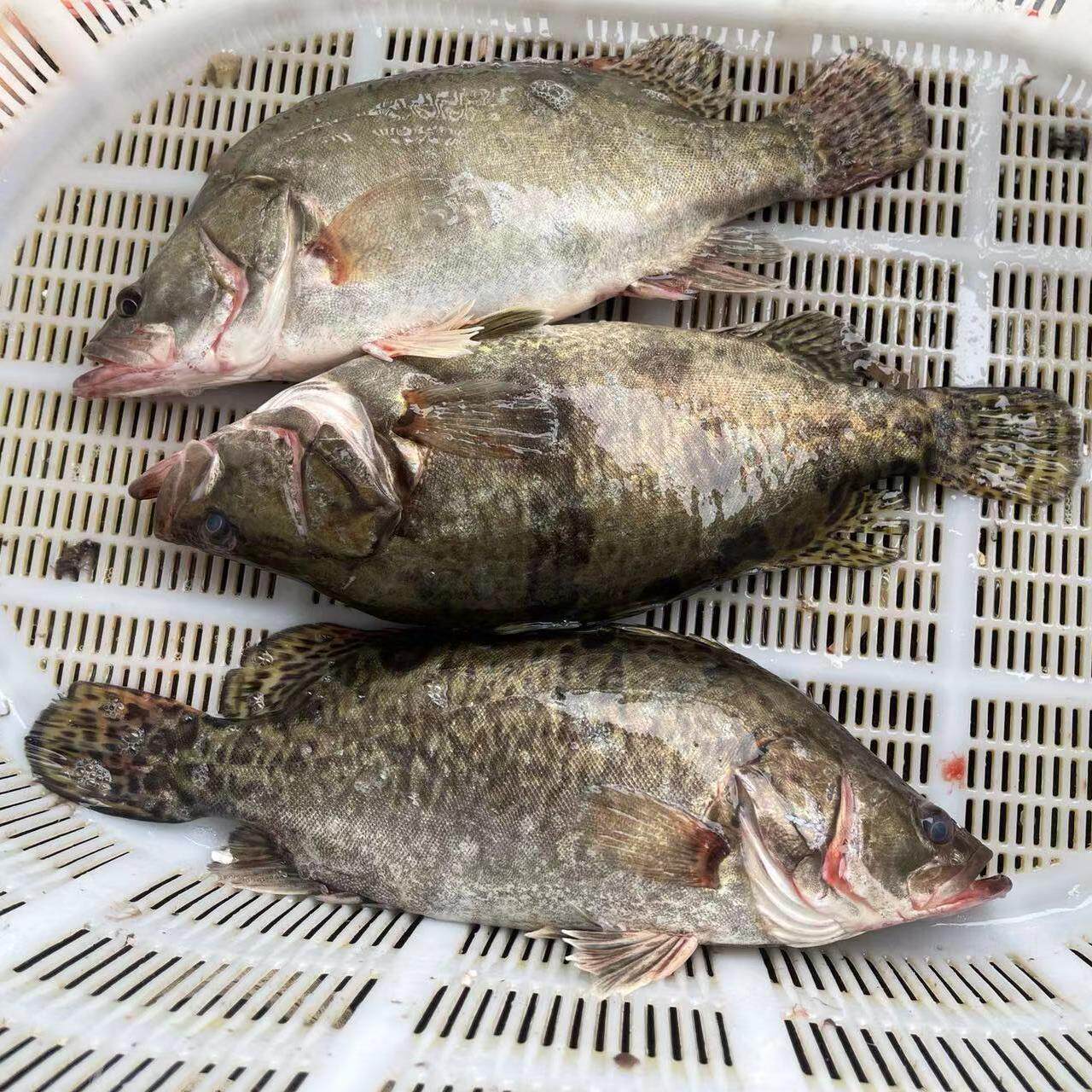 新鲜桂花鱼现杀鳜鱼鳌花鱼淡水鱼季花鱼桂花鱼新鲜水产足称现杀