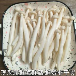 新鲜海鲜菇鲜嫩菌菇火锅烧烤炒菜新鲜食用菌菇鲜货食用蘑菇非干货