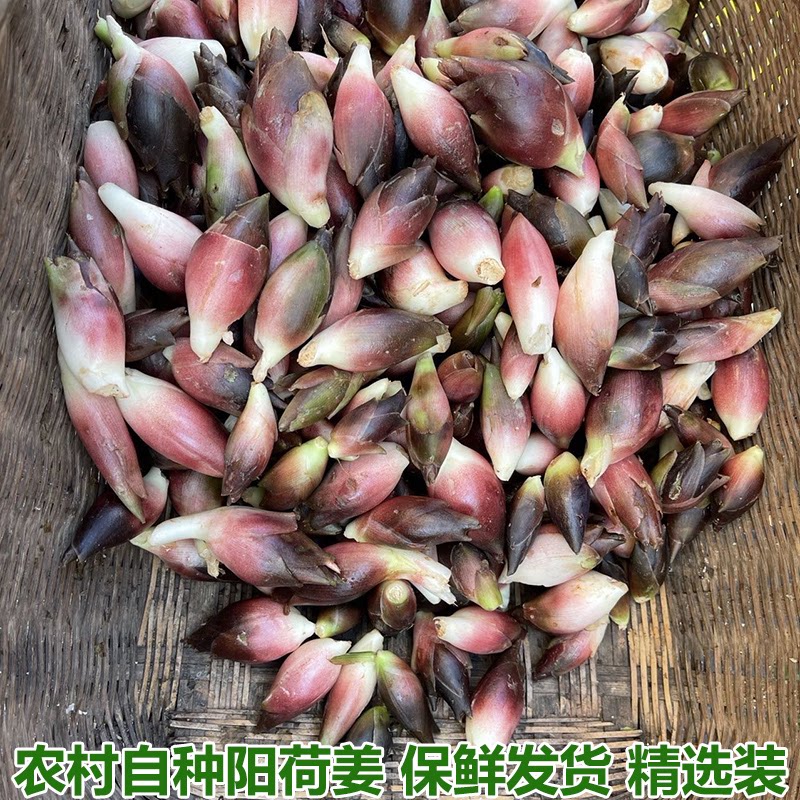 现摘湖北特产生洋荷姜阳荷姜新鲜当季蔬菜野菜阳荷新鲜洋河农家菜