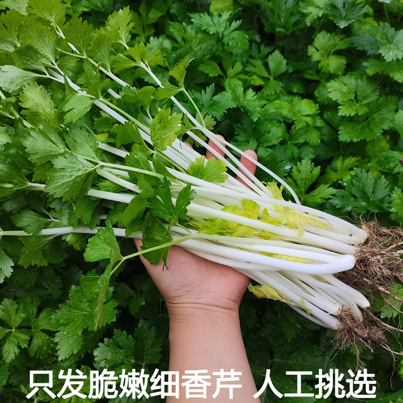 鲜嫩白芹菜新鲜小香芹湖北农村新鲜蔬菜自种农家菜现摘现发包邮