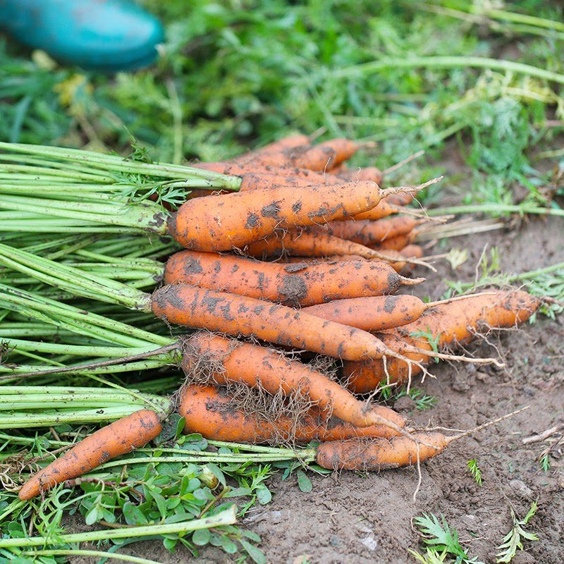 农村自种胡萝卜老品种黄皮胡萝卜新鲜蔬菜黄皮萝卜现挖带土包邮