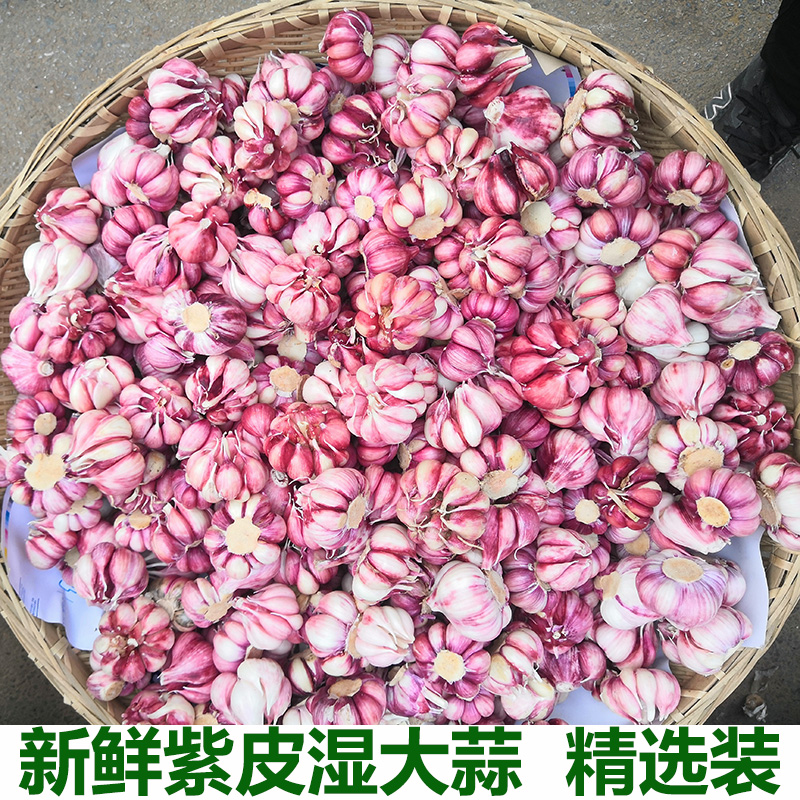 紫皮大蒜新鲜湿大蒜多瓣蒜紫皮湿蒜头紫色大蒜鲜蒜蒜瓣做泡菜包邮