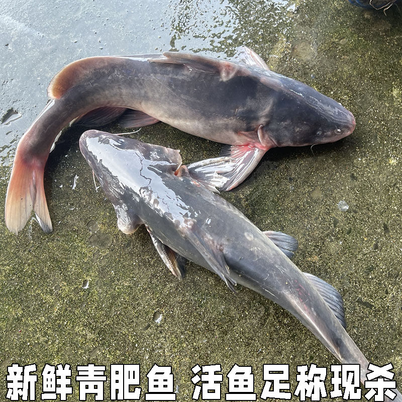 新鲜青肥鱼现杀冷水鱼大鮰鱼团鱼青团鱼黑肥鱼叉尾鱼烤鱼活鱼现杀