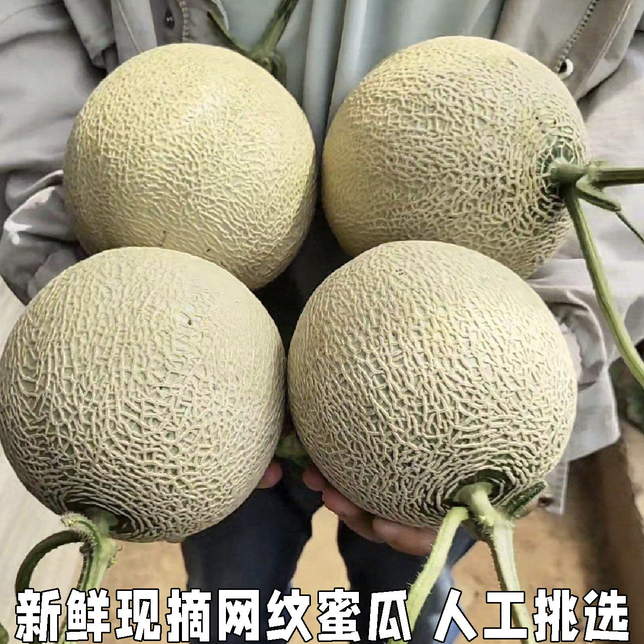 网纹瓜网纹蜜瓜新鲜水果当季现摘现发玫珑蜜瓜哈密瓜甜瓜精选
