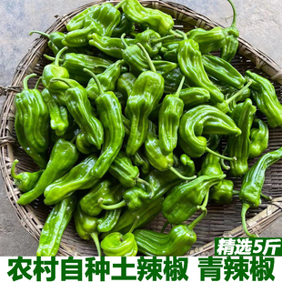 现摘新鲜青辣椒5斤装农家自种青椒炒菜椒虎皮青椒螺丝椒新鲜辣椒