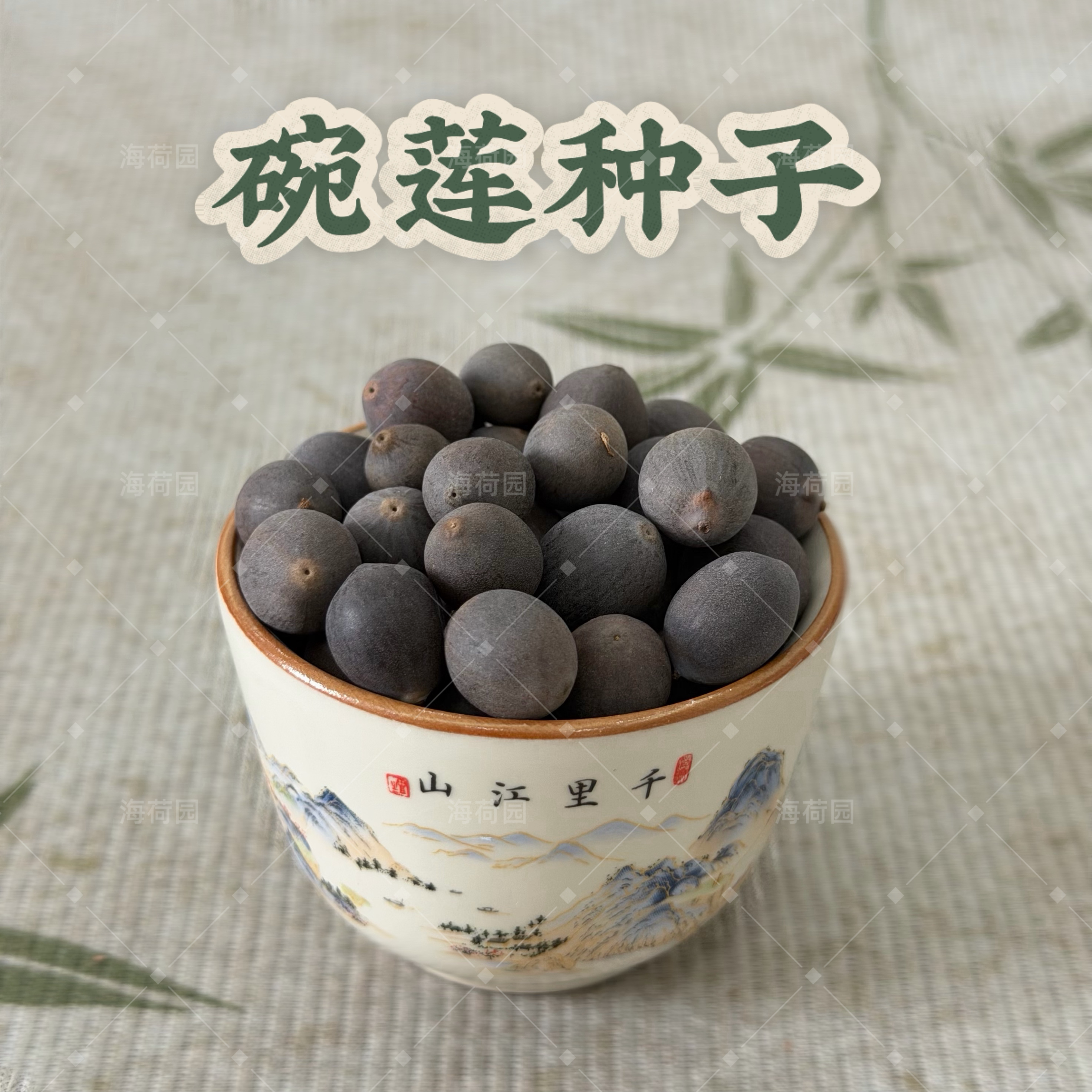 未开口盆栽碗莲种子 海荷园基地自产 正品观赏荷花种子老誉可靠