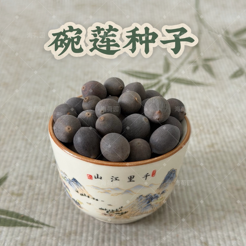 未开口盆栽碗莲种子海荷园基地