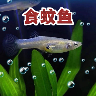 食蚊鱼原生冷水鱼荷花睡莲盆除虫耐寒耐热好养易活原生缸溪流草缸