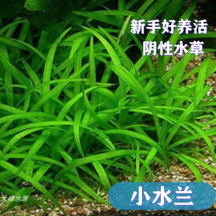 包邮小水兰草缸造景活体真水草前中景草100%自养水中叶好养活