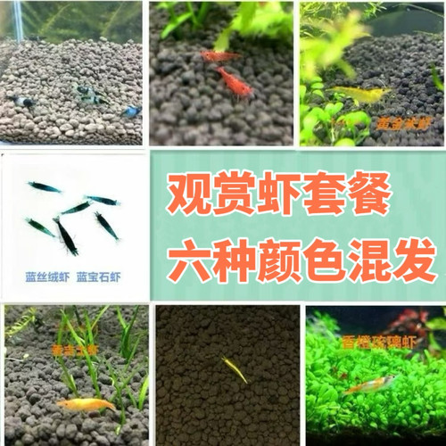 观赏虾套餐包邮宠物极火蓝丝绒