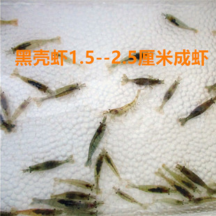 河南观赏虾 草缸除藻虾 工具虾 免包装 费 包邮 饲料虾 黑壳虾活体