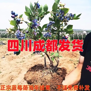 兔眼蓝莓苗北方南方种植果树苗盆栽地栽苗带果发货带土蓝梅苗包邮