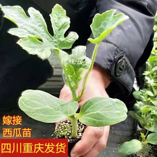 嫁接西瓜苗8424麒麟瓜早熟南方秧春季种植阳台盆栽地栽西瓜苗菜苗