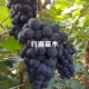 贝达根 行雨苗木 香悦葡萄苗嫁接苗