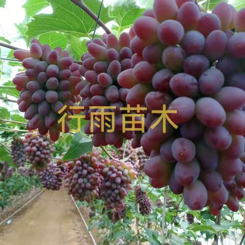 行雨苗木—茉莉香葡萄苗嫁接苗（贝达根）苗细