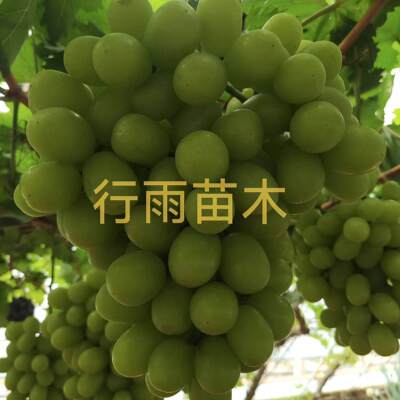 行雨苗木—绍星九号嫁接苗（夏黑砧木）