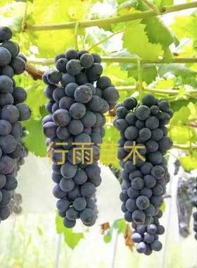 行雨苗木-天宫墨玉蓝莓葡萄（3309砧木）