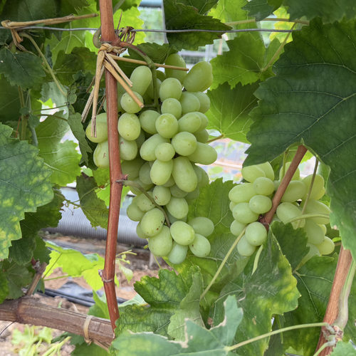 行雨苗木-甜地球嫁接苗（夏黑砧木）