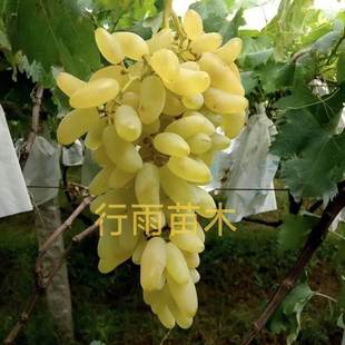 行雨苗木—金手指葡萄苗嫁接苗（夏黑砧木）