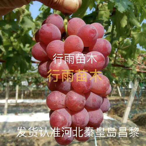 行雨苗木—红富士嫁接苗（夏黑砧木）