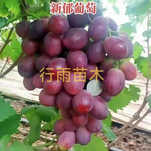 行雨苗木-新郁葡萄苗（夏黑砧木）