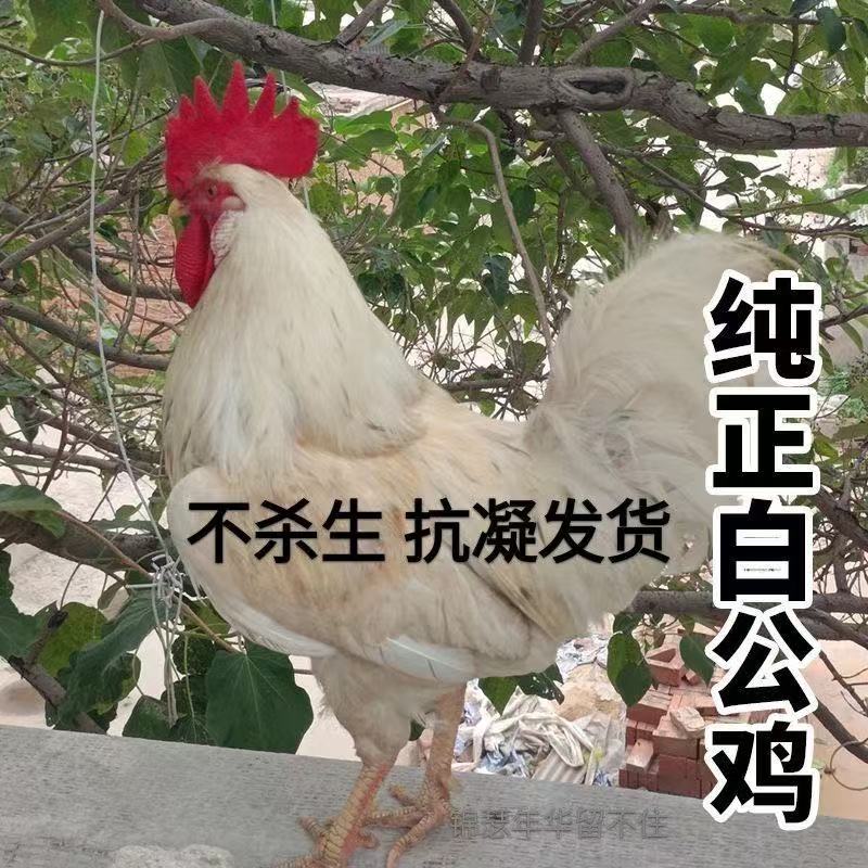 道家黑血纯黑无杂鸡血新鲜鸡冠血可调制朱砂液体红色墨汁包邮