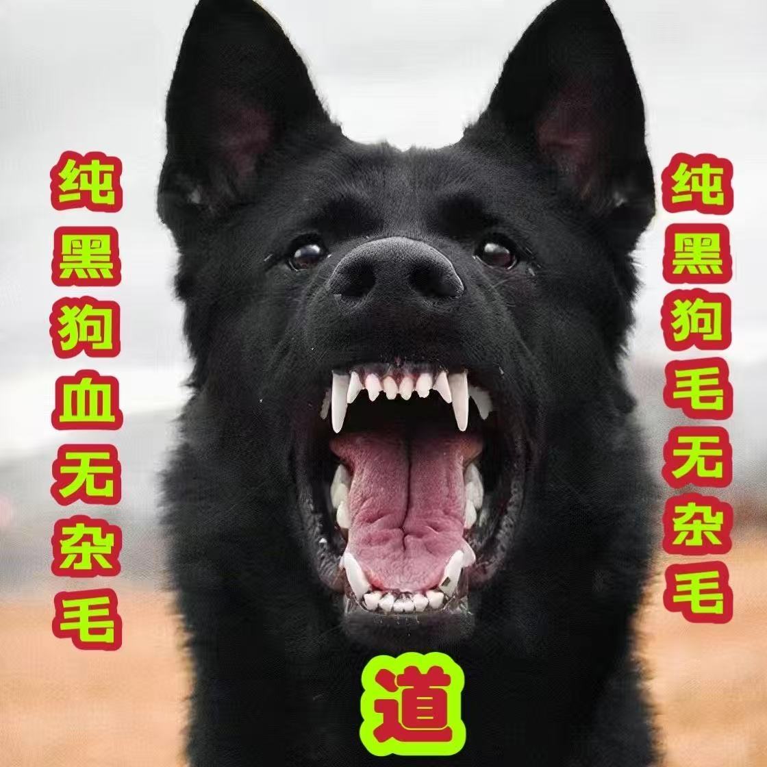 【黑狗血】纯黑狗血无杂毛黑狗血写符描金高浓专用