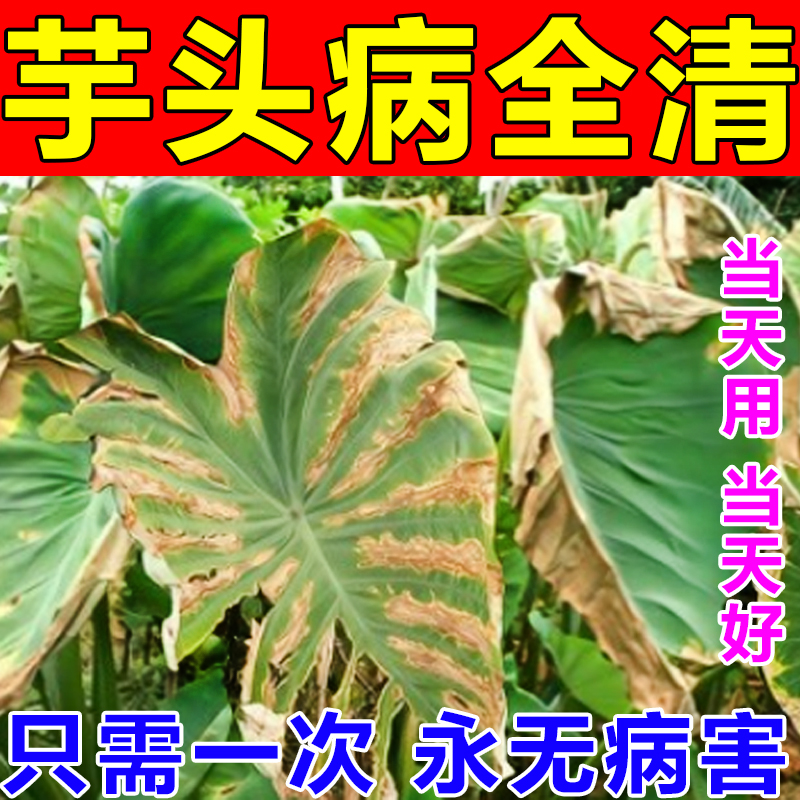 【当天病全好】芋头病全清专用药