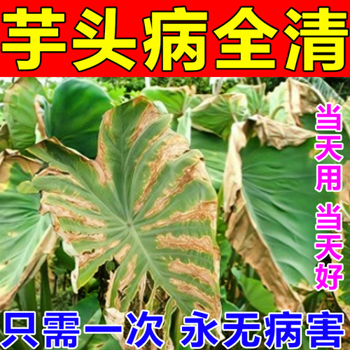 【当天病全好】芋头病全清专用药
