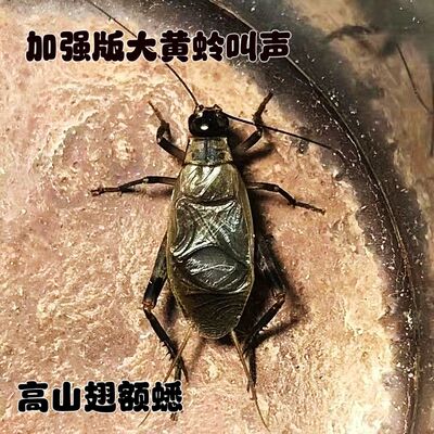 高山翅额蟋被俗称为加强版大黄蛉叫声好听白天晚上均可以名叫包邮