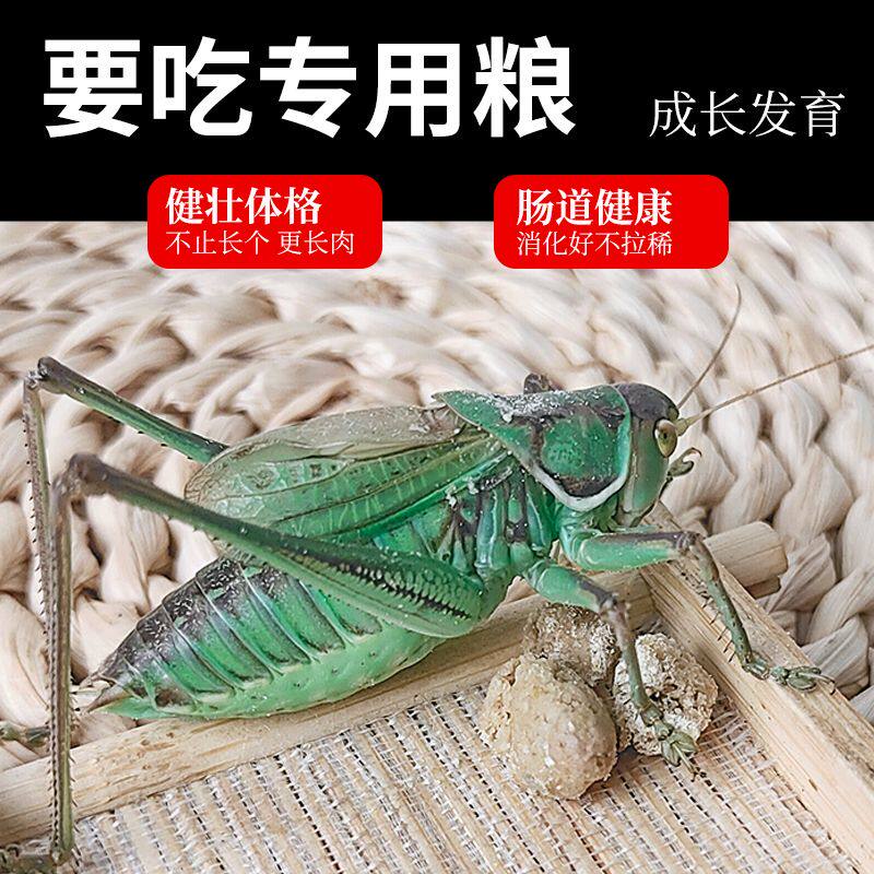 蝈蝈食饲料蝈蝈粮食油葫芦食物蝈蝈粮蝈蝈活竹蛉鸣虫笼子超大竹制