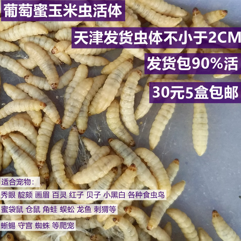 包邮玉米虫活体葡萄蜡螟鸟食钓鱼