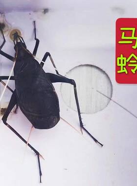 鸣虫包邮活体马蛉黑金钟叫声好听白天晚上都叫群养单养都可以马蛉