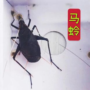 鸣虫包邮活体马蛉黑金钟叫声好听白天晚上都叫群养单养都可以马蛉