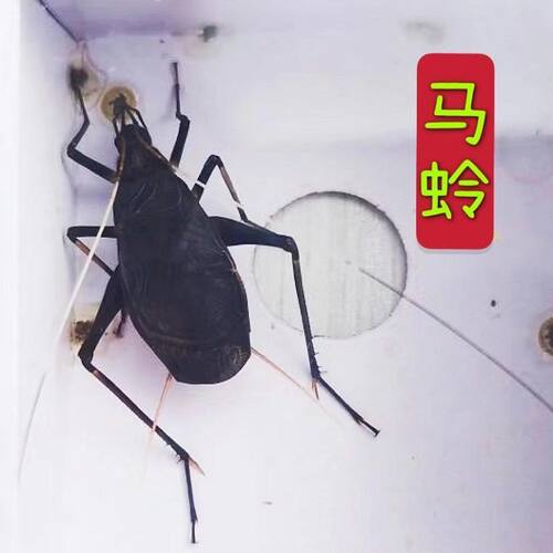 鸣虫包邮活体马蛉黑金钟叫声好听白天晚上都叫群养单养都可以马蛉