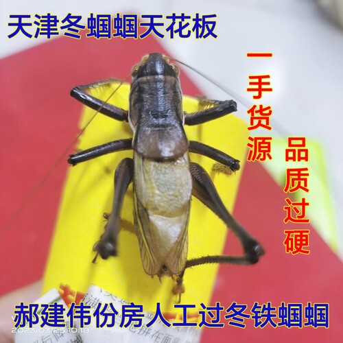 天津过冬蝈蝈名家郝建伟郝家工艺大包蝈蝈秋季第一批特价回馈