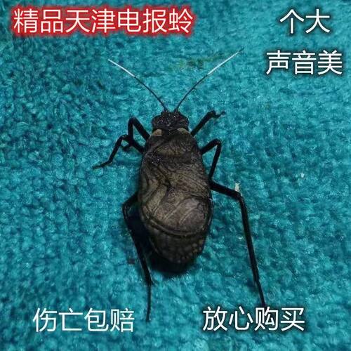 超大电报蛉活体宠物鸣虫包邮叫的鸣虫电报蛉叫的好鸣虫叫的响新款