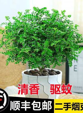 正宗清香胡椒木盆栽花卉室内外