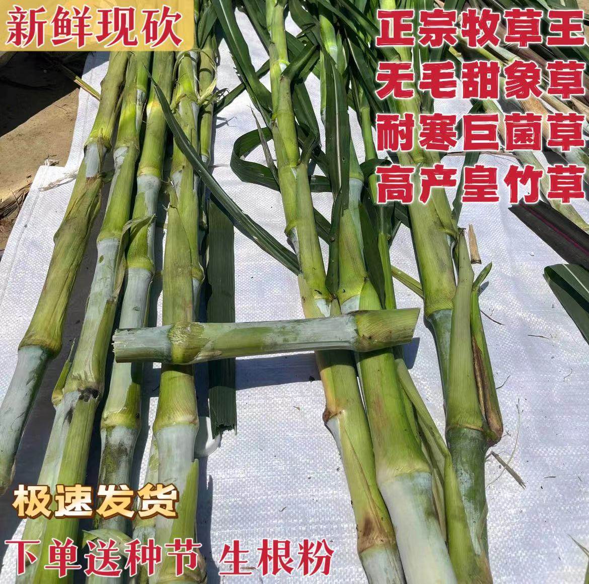 台湾无毛甜象草种节多年生牧草种家庭园艺种子