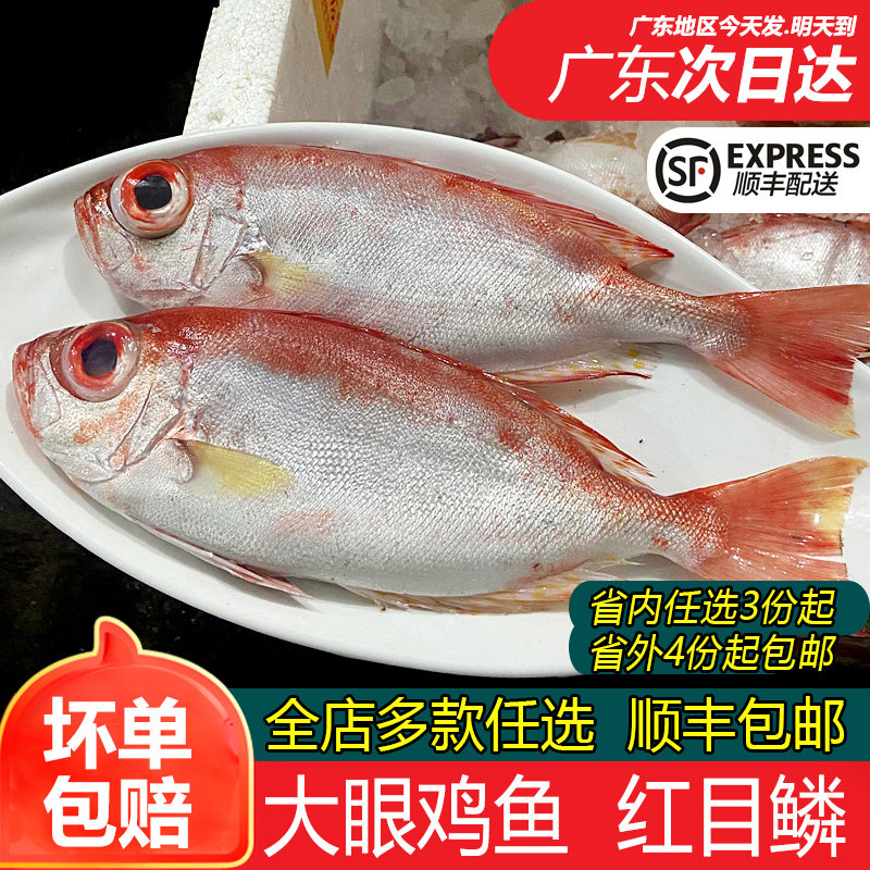 大眼鸡红目鳞潮汕海鱼2-3条一斤