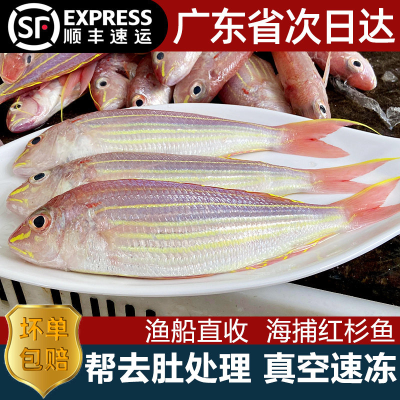 红杉鱼帮去肚处理好4-5条/斤
