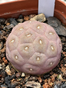 习志野 无刺仙人球 可爱 带几何图形的仙人球 不扎手 苏西的花园