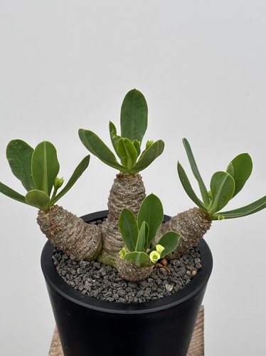 念珠大戟Euphorbia parvimedusae珍奇潮流块根多肉盆栽苏西的花园