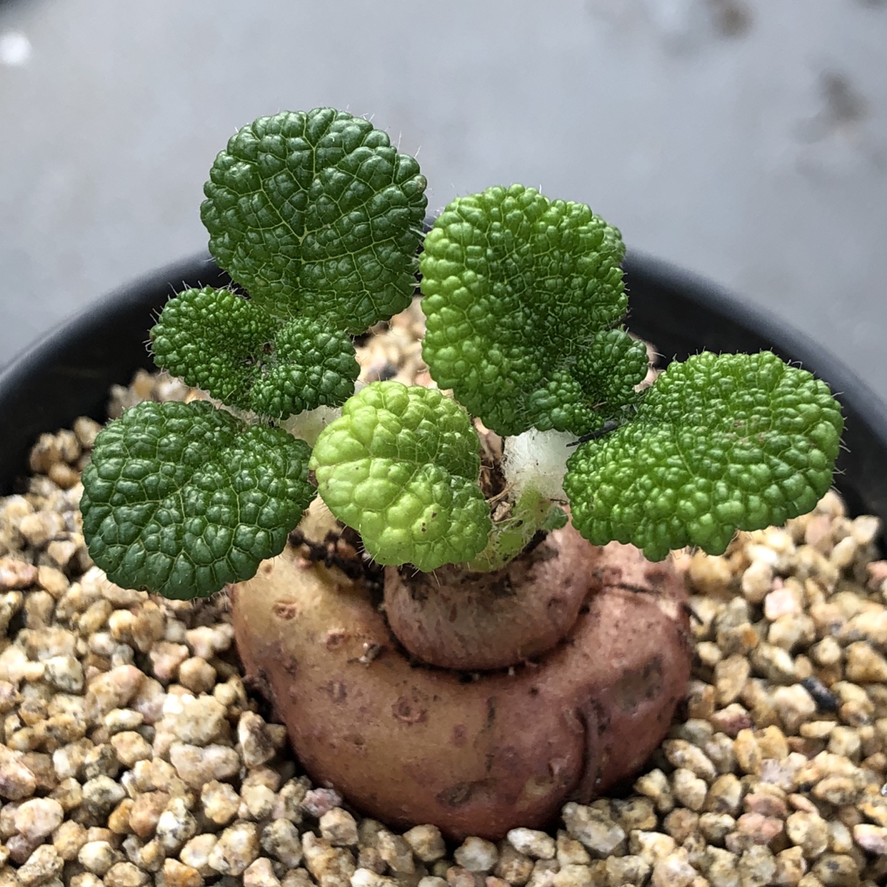 断崖王子翠绿块根多肉一物一拍 苏西的花园阳台盆栽可爱萌肉