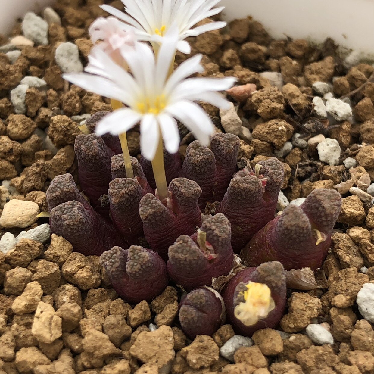 火柴头肉锥番杏科多肉 一物一拍 苏西的花园 阳台盆栽创意植物