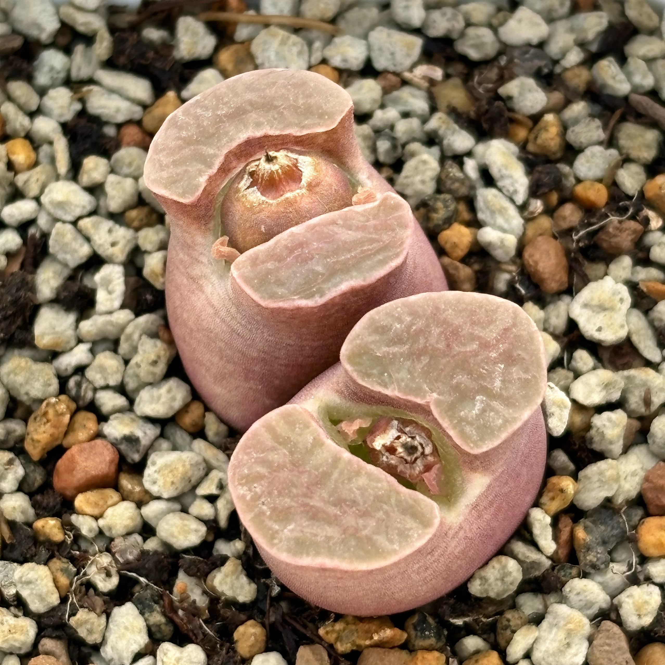 雪花磁铁1809风铃banke雪花磁铁 番杏科肉锥一物一拍 苏西的花园