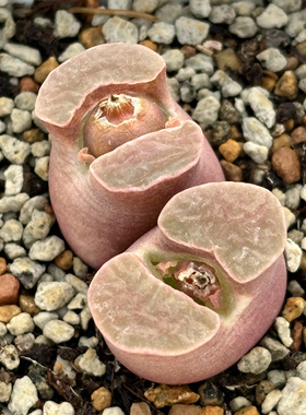 雪花磁铁1809风铃Banke雪花磁铁 番杏科肉锥一物一拍 苏西的花园