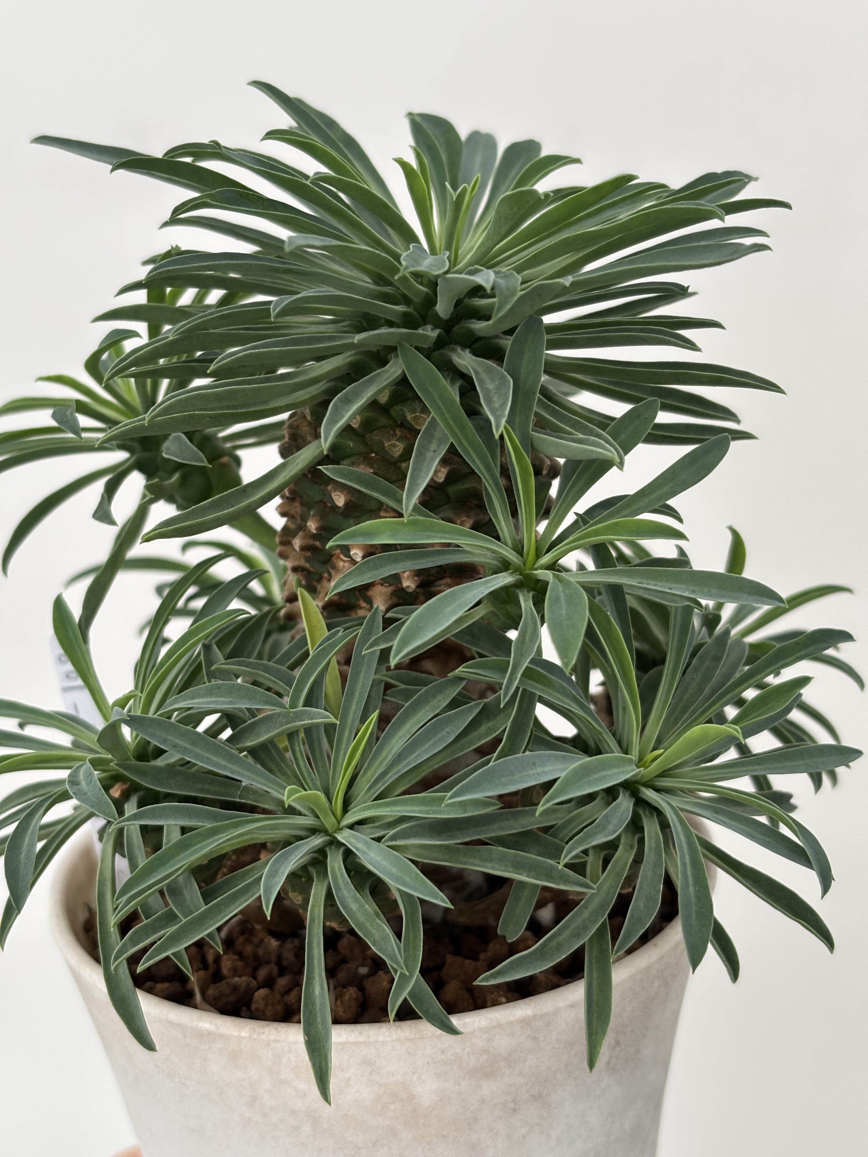 铁甲麒麟大戟科 菠萝头 多肉植物一物一拍块根 绿植花卉组合