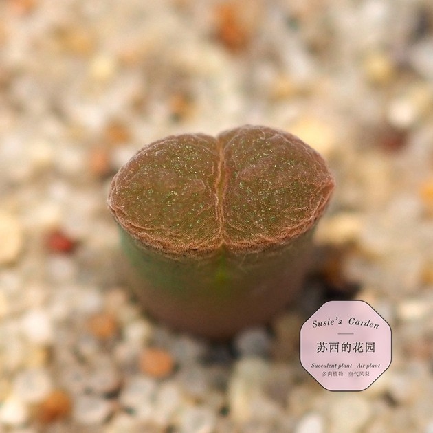 肉锥一物一拍风铃玉